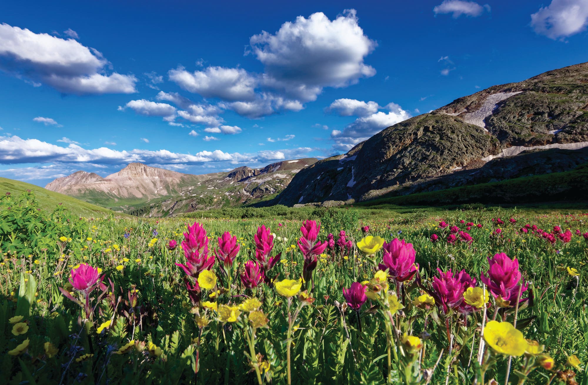 field with wildflowers