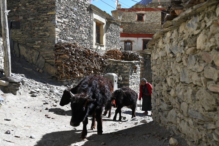 *DSC_0461 yaks