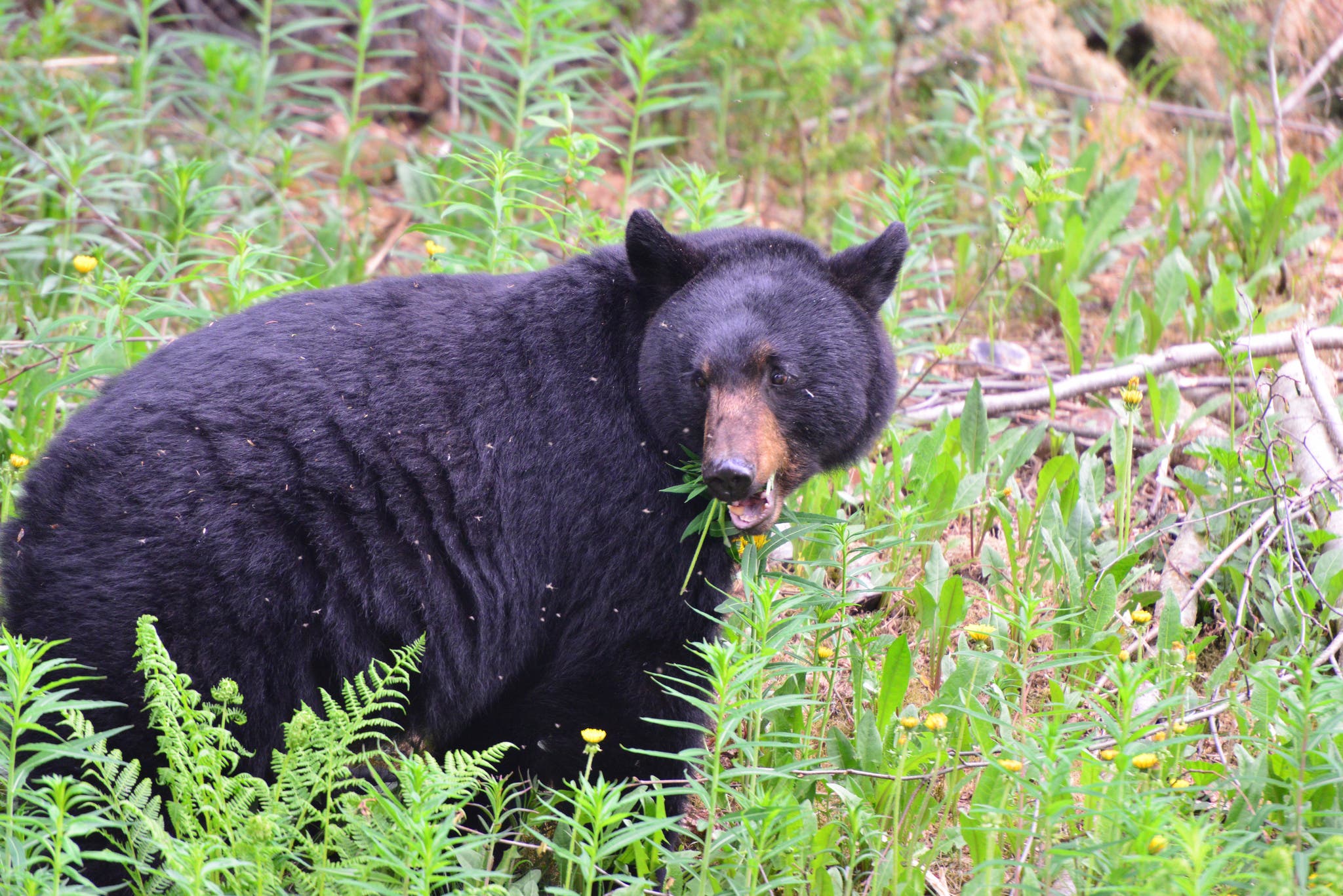 9111263884_c8ac2a5192_k bear