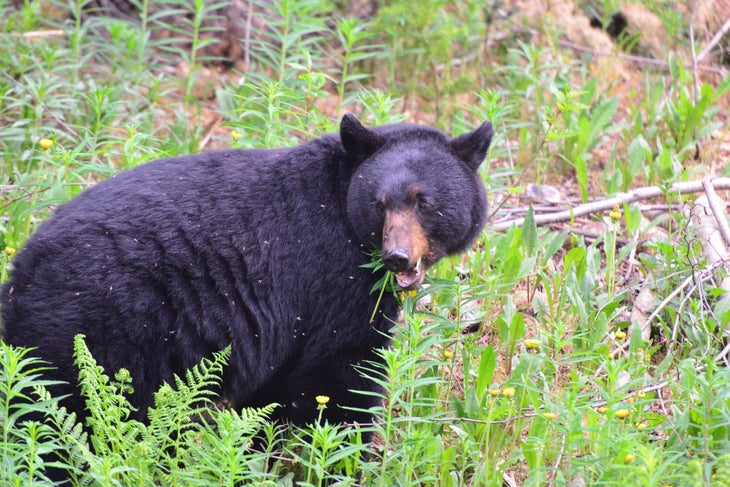 9111263884_c8ac2a5192_k bear