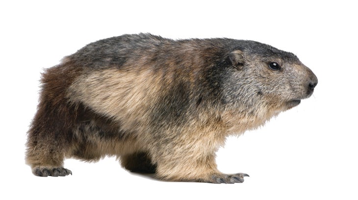 Marmot None