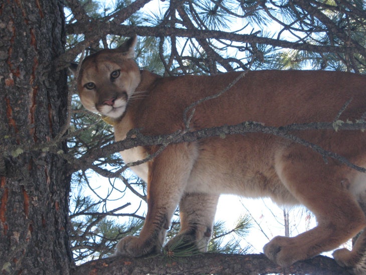 Mountain_Lion_(14223030832) mountain lion