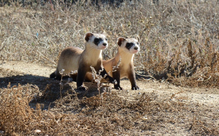 trailferrets Ferrets