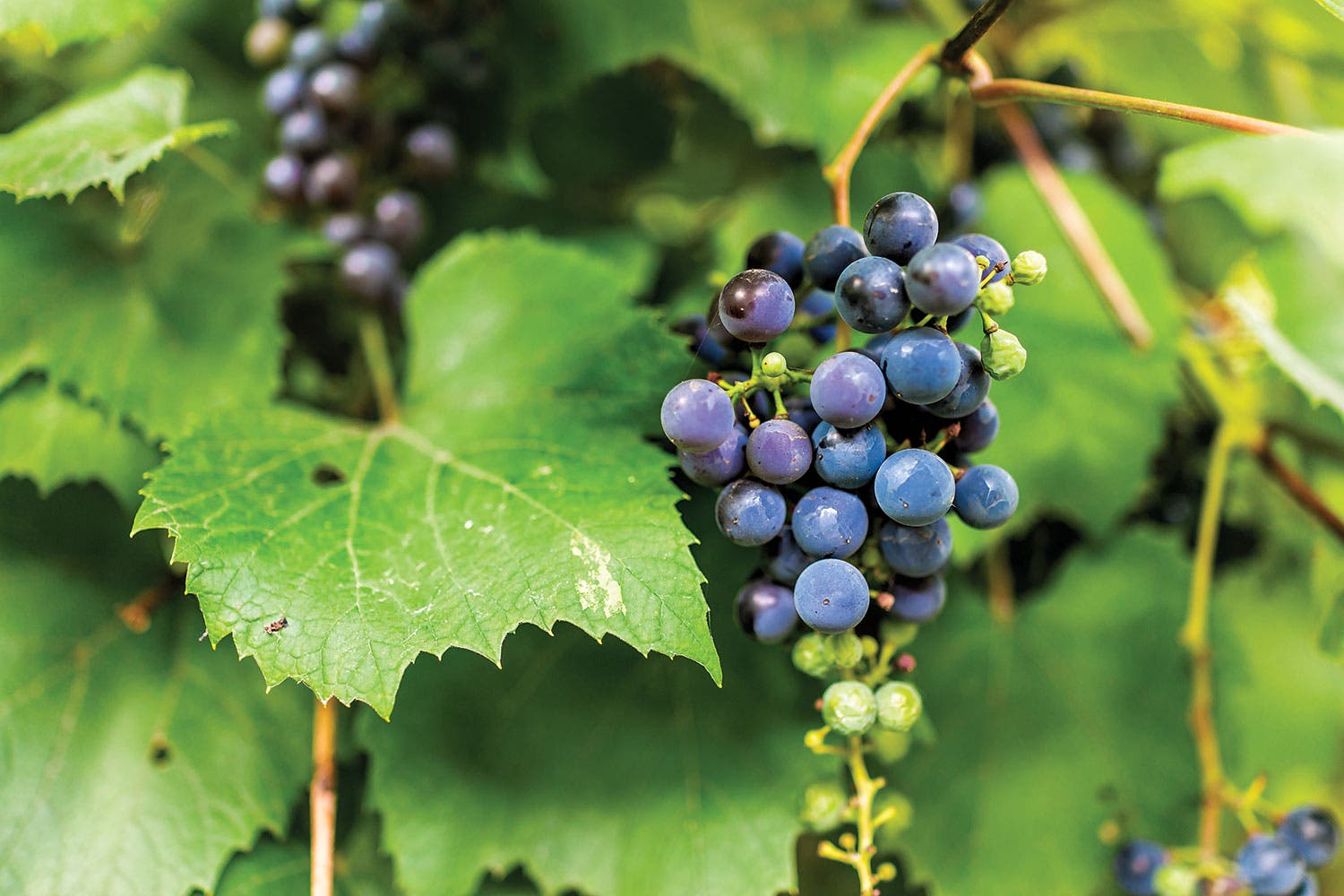 0919Skills_TrailCraft_1135617547 None