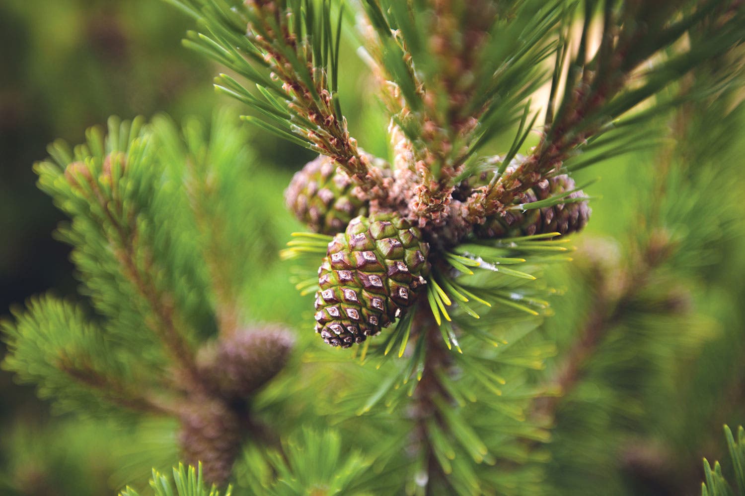 0919Skills_TrailCraft_823627182 None