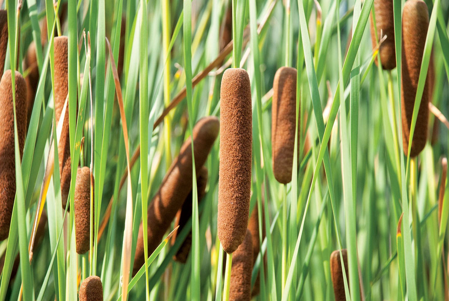 0919Skills_TrailCraft_Cattails_153553204 None