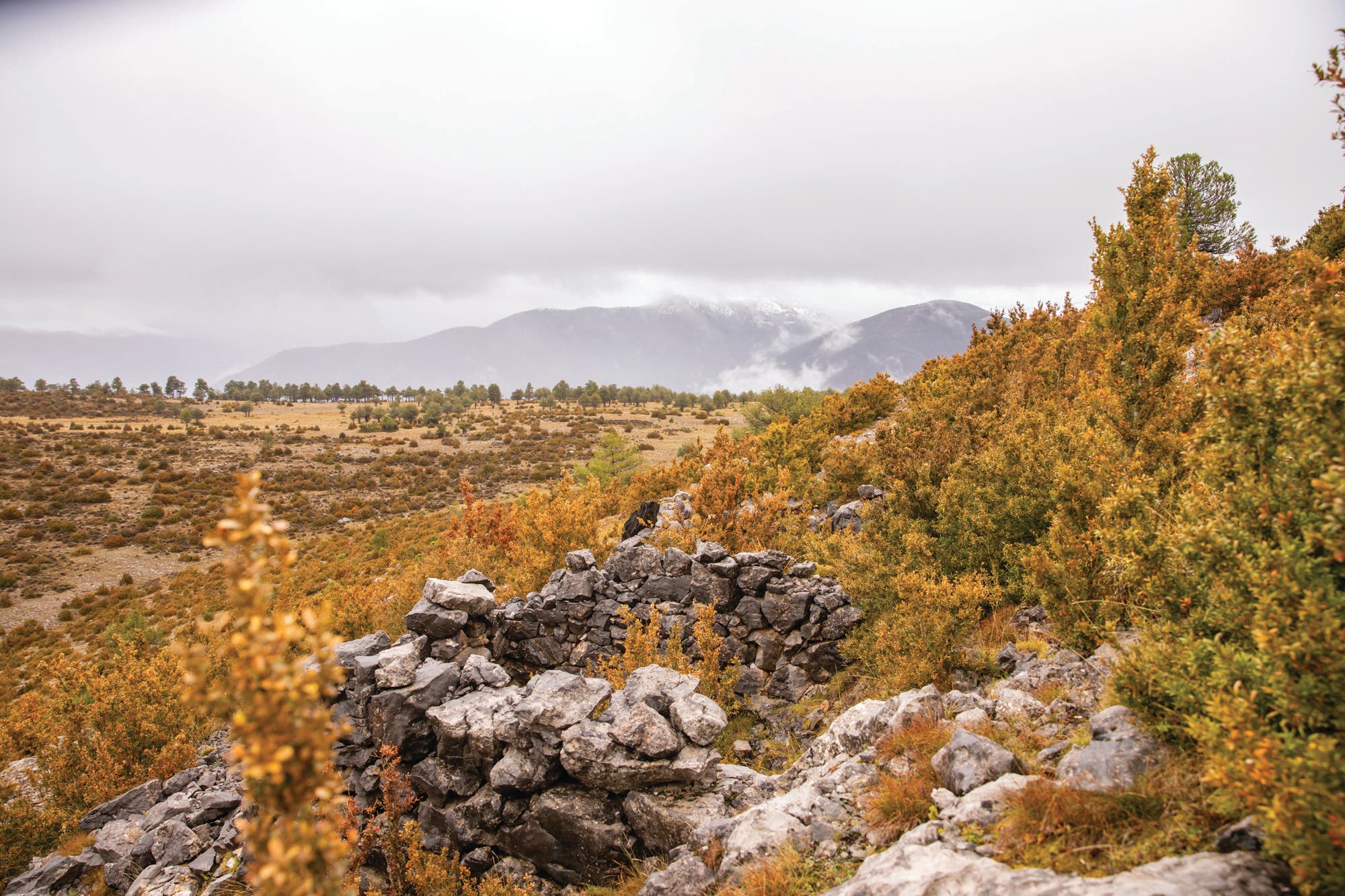 1119Feat_Catalonia_Albanese017A0306 None