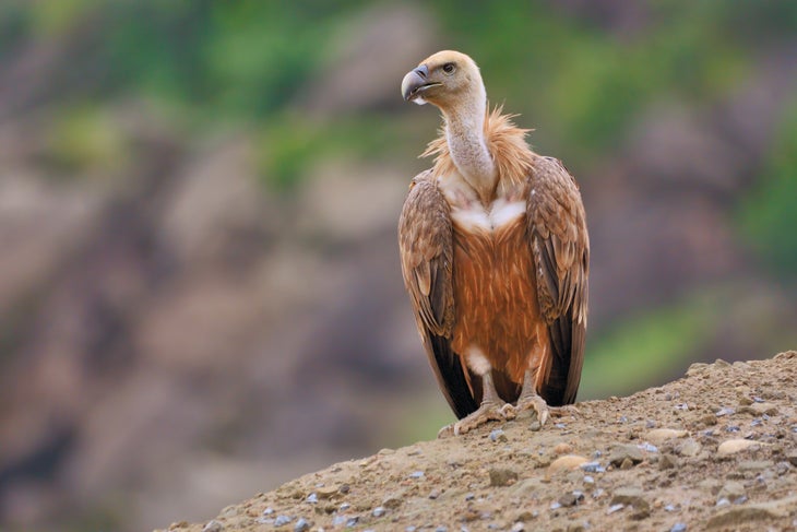 1119Feat_Catalonia_Vulture vulture