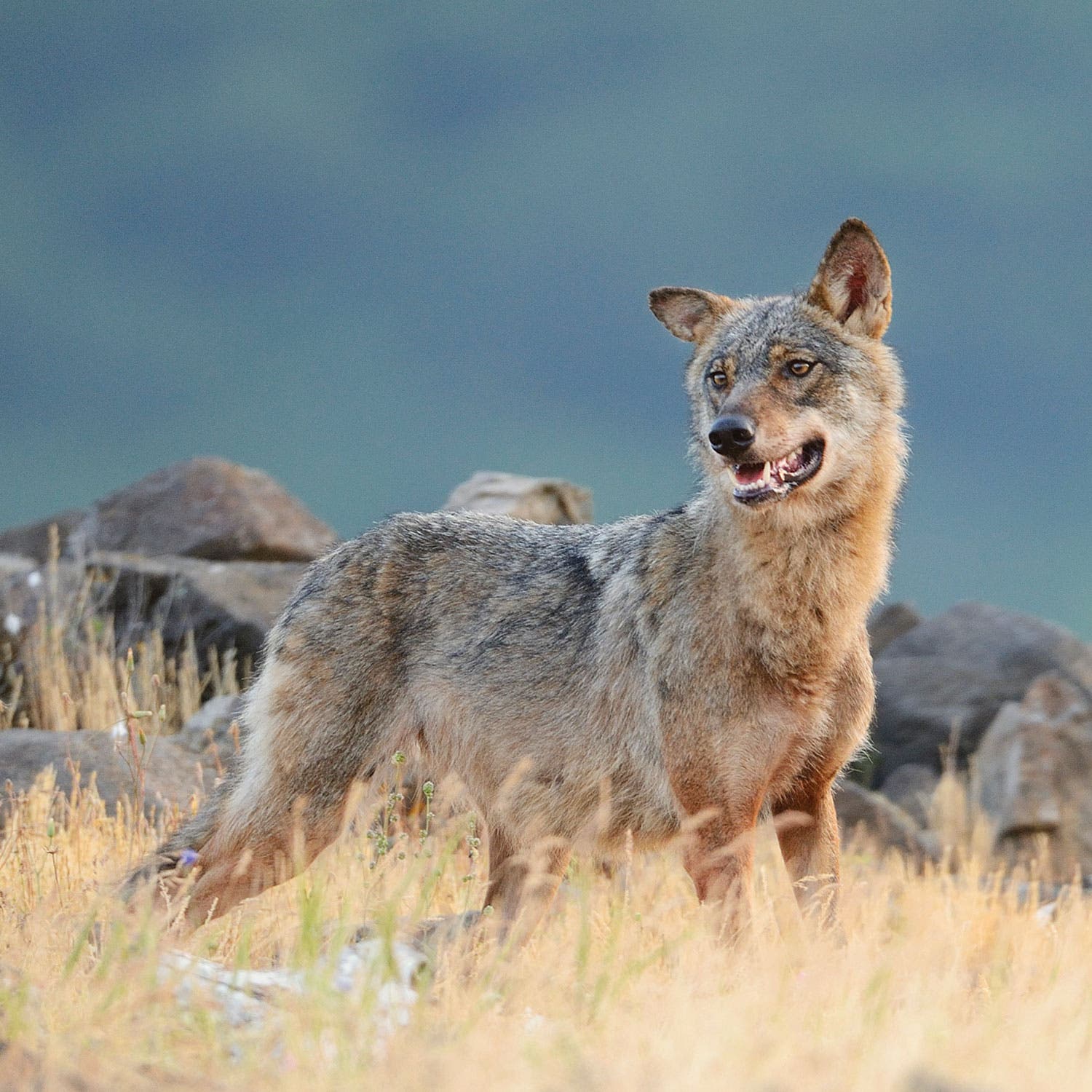 1119Feat_Transylvania_wolf wolf