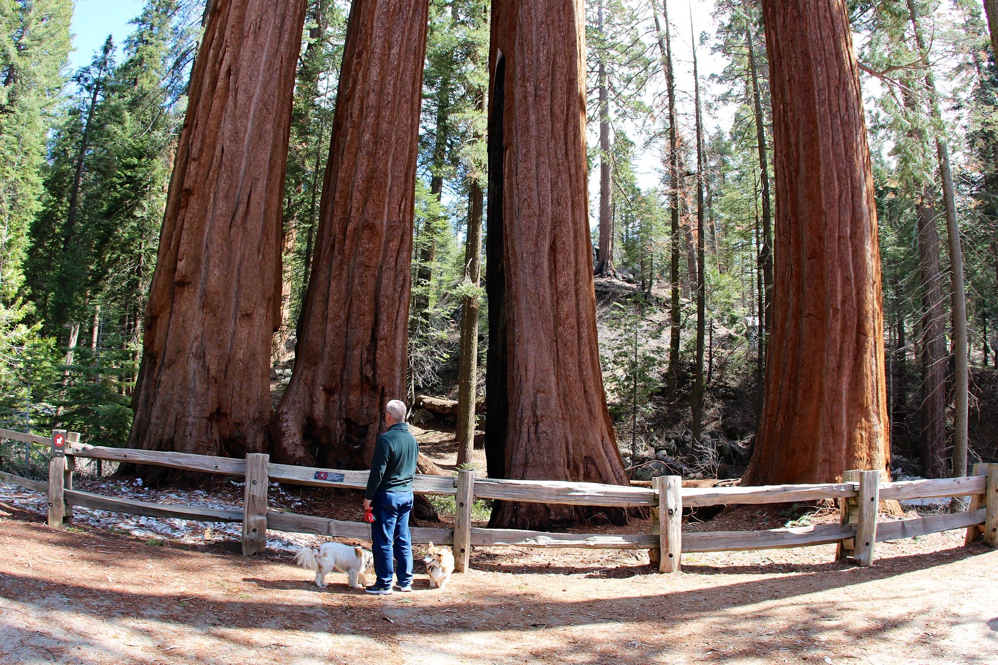 general grant tree trail_flickr_daveynin best hikes in kings canyon national park