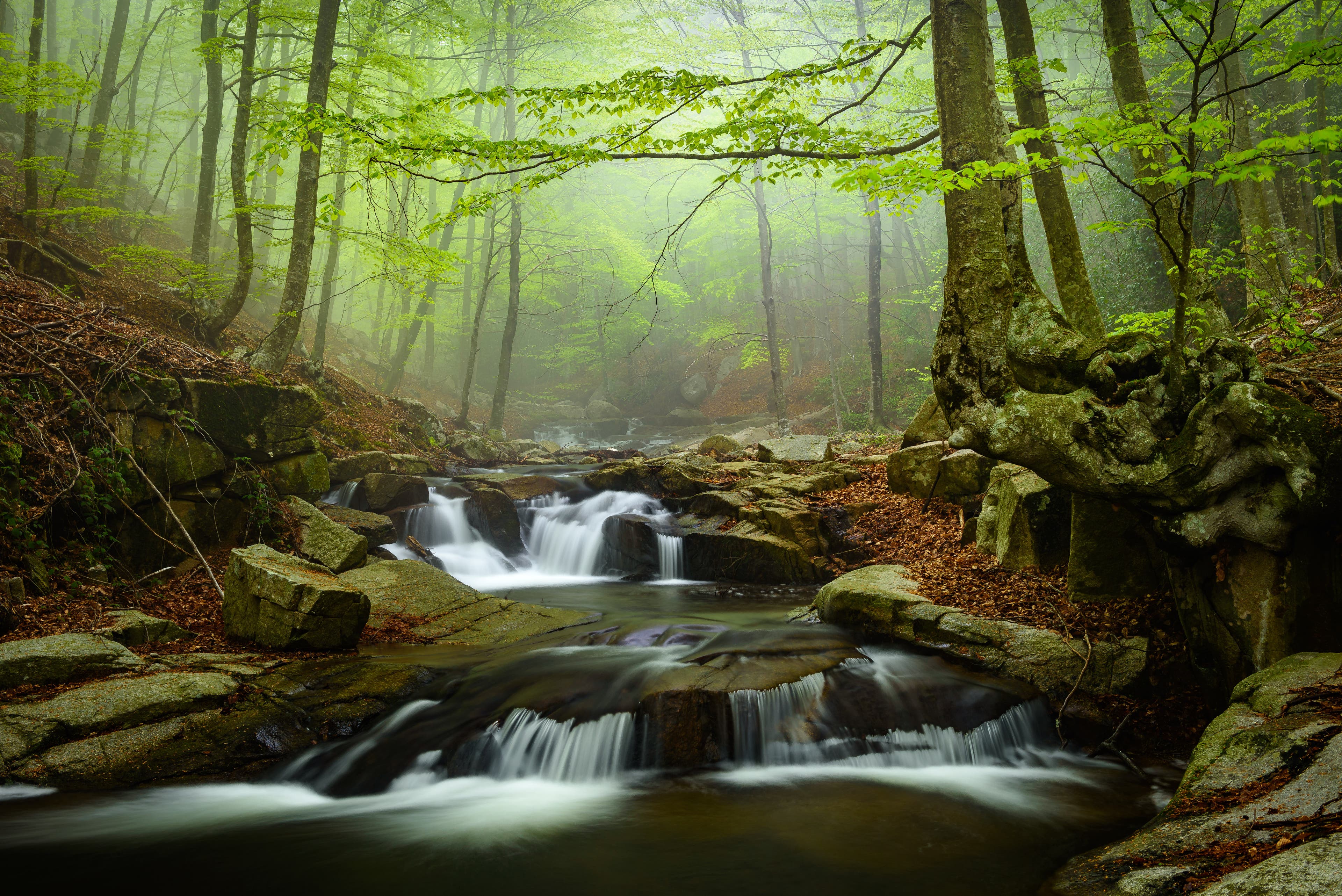 Montseny Natural Park @Sergi Boixader Lush green forest surrounds a creek where water flows over rocks in Catalonia, Spain.