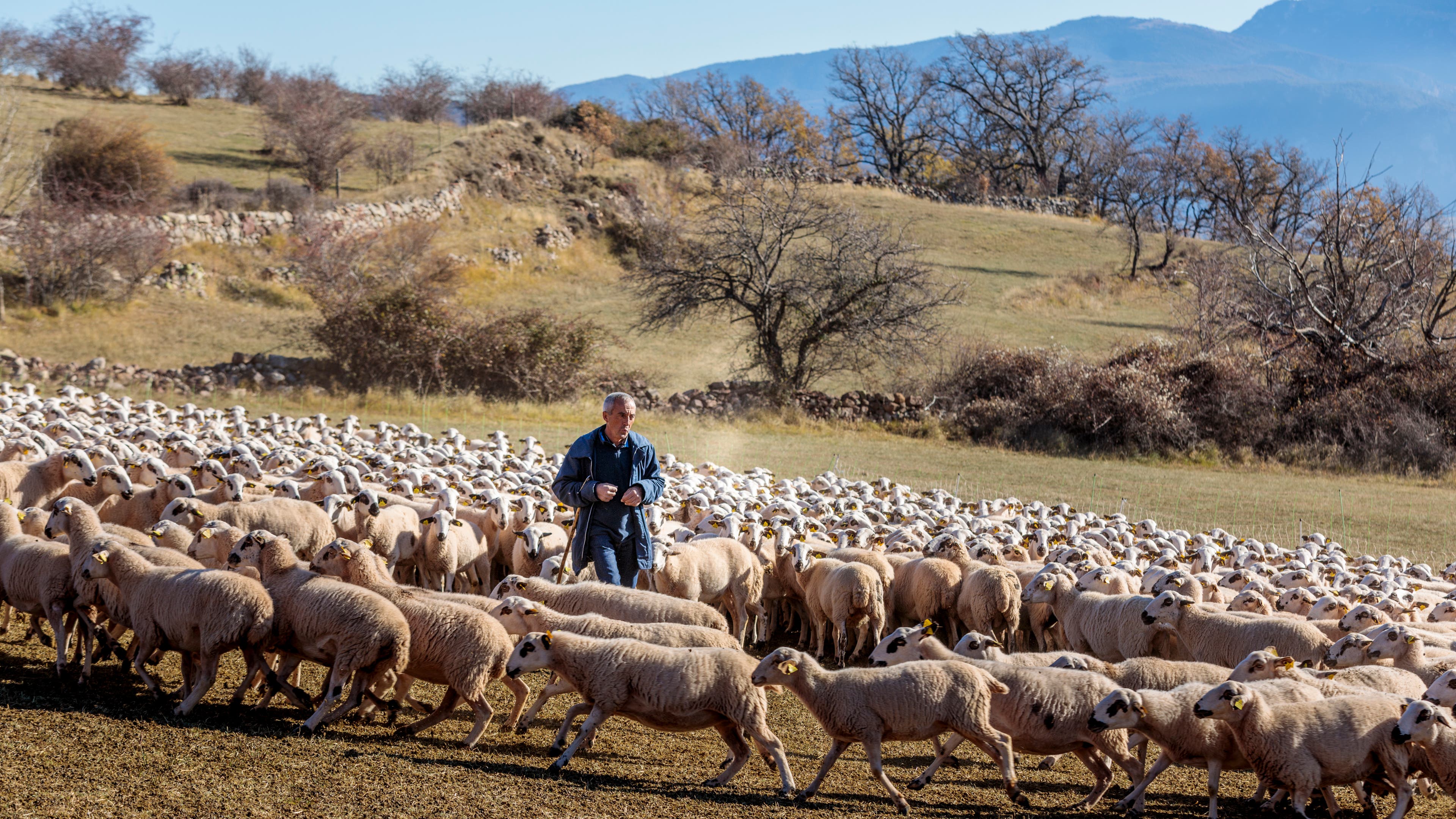A sea of sheep fill the photo as a man in blue walks among them.