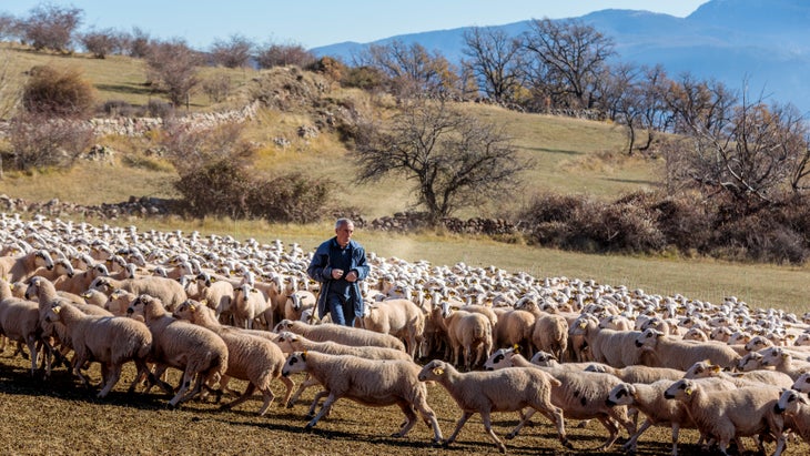 The Fifht Lake @CTB_Christopher Willan Photography. A sea of sheep fill the photo as a man in blue walks among them.