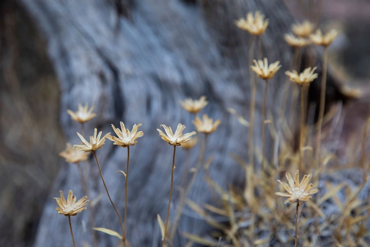 20191105_Albanese_UtahEC2019__1511 None