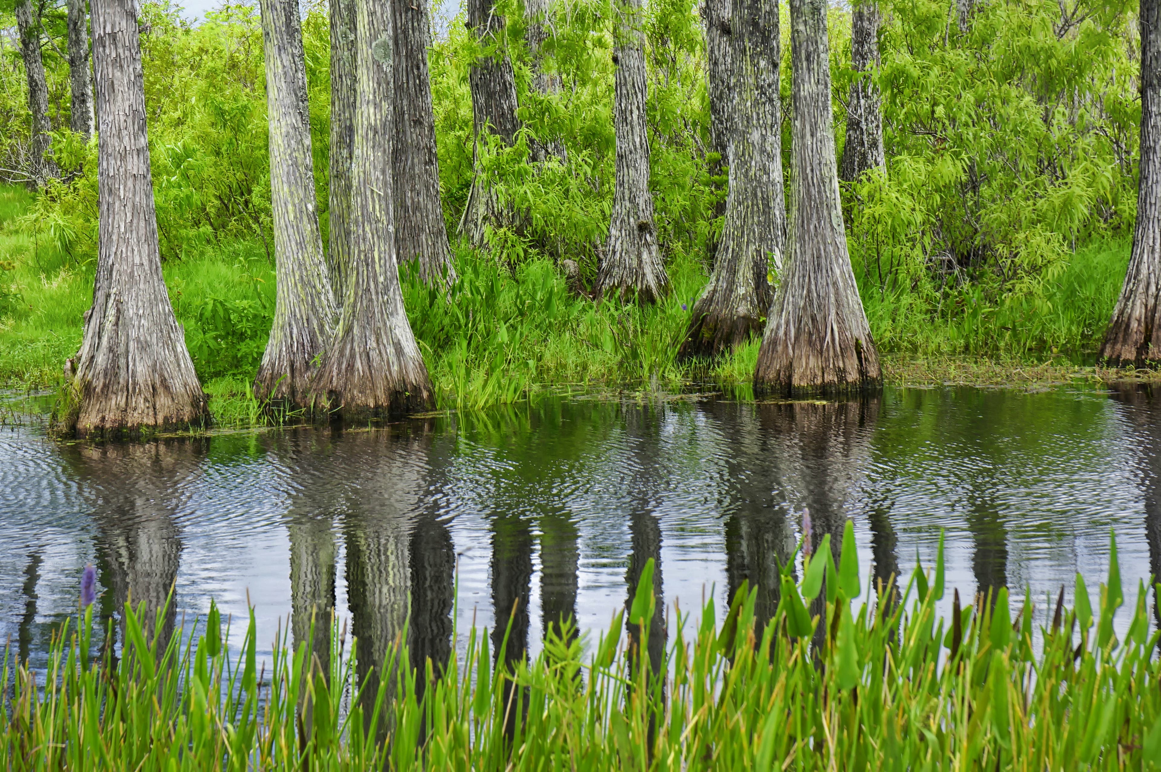 Cypress trees reflect in the water of the Atchafalaya River, Louisiana. Bright green grass fills the foreground and between the flared trunks of the…