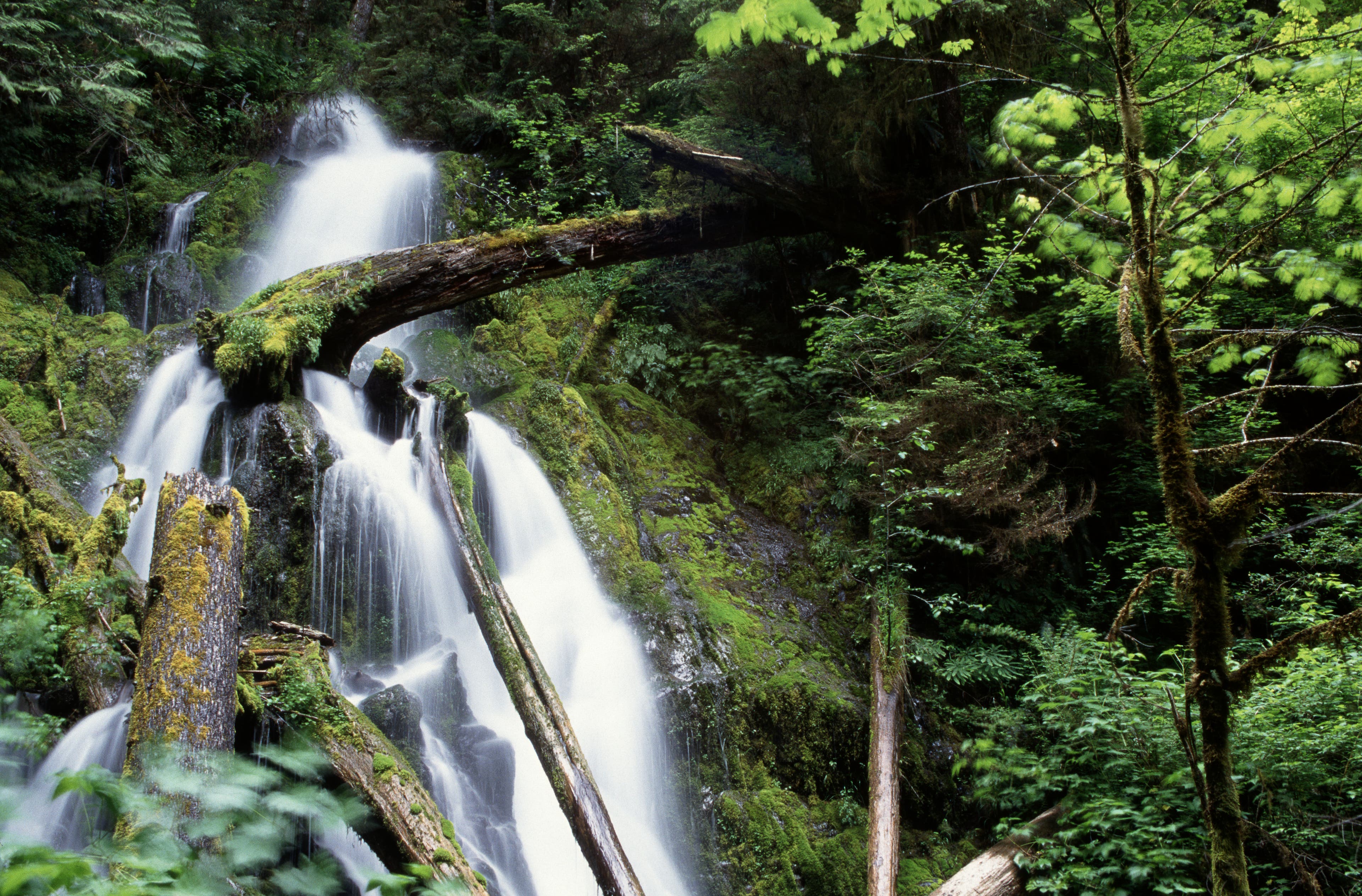 iStock-89208343_Waterfall_HohRiver Waterfalls run down a mossy hill in Olympic National Park.
