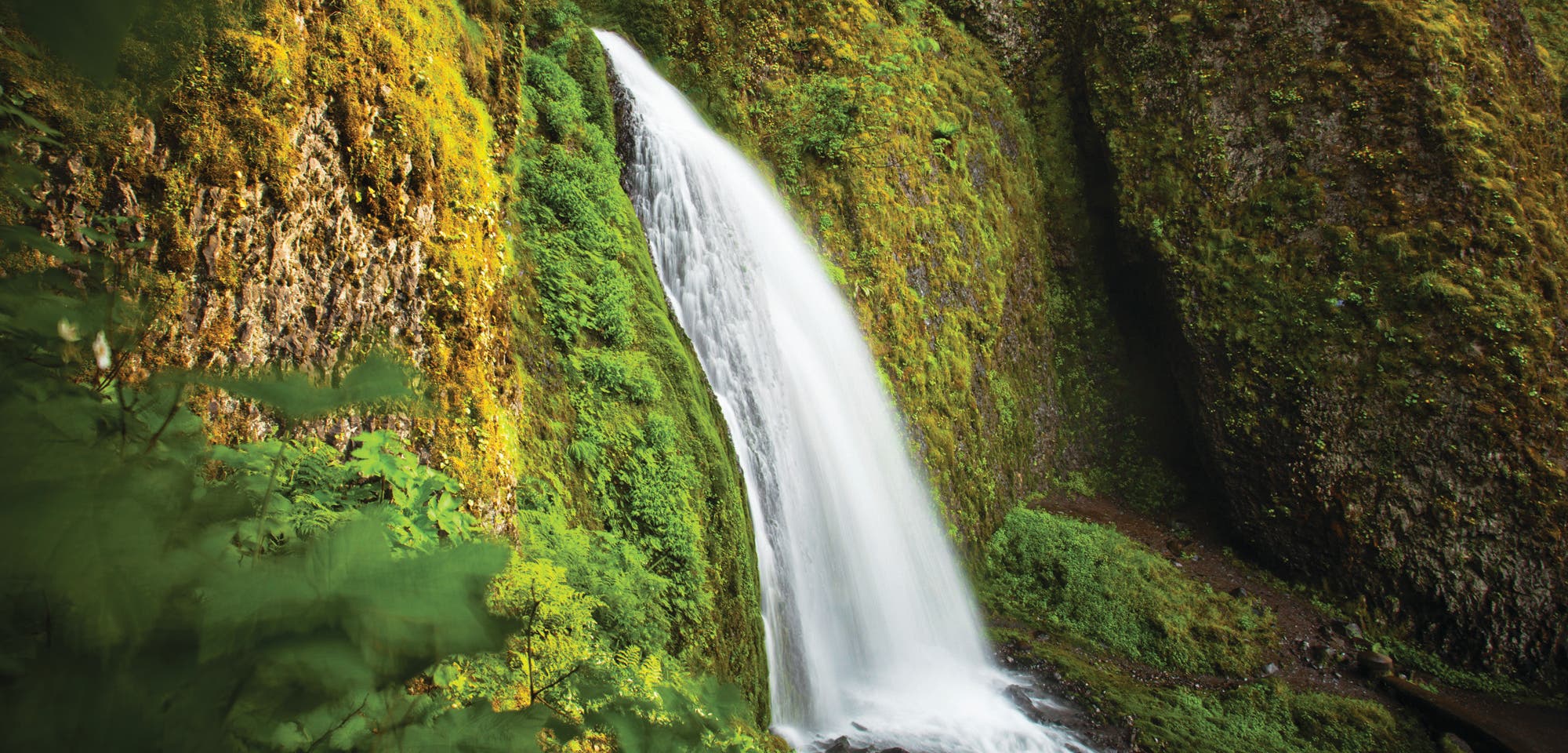 Portland_KICH000357 None