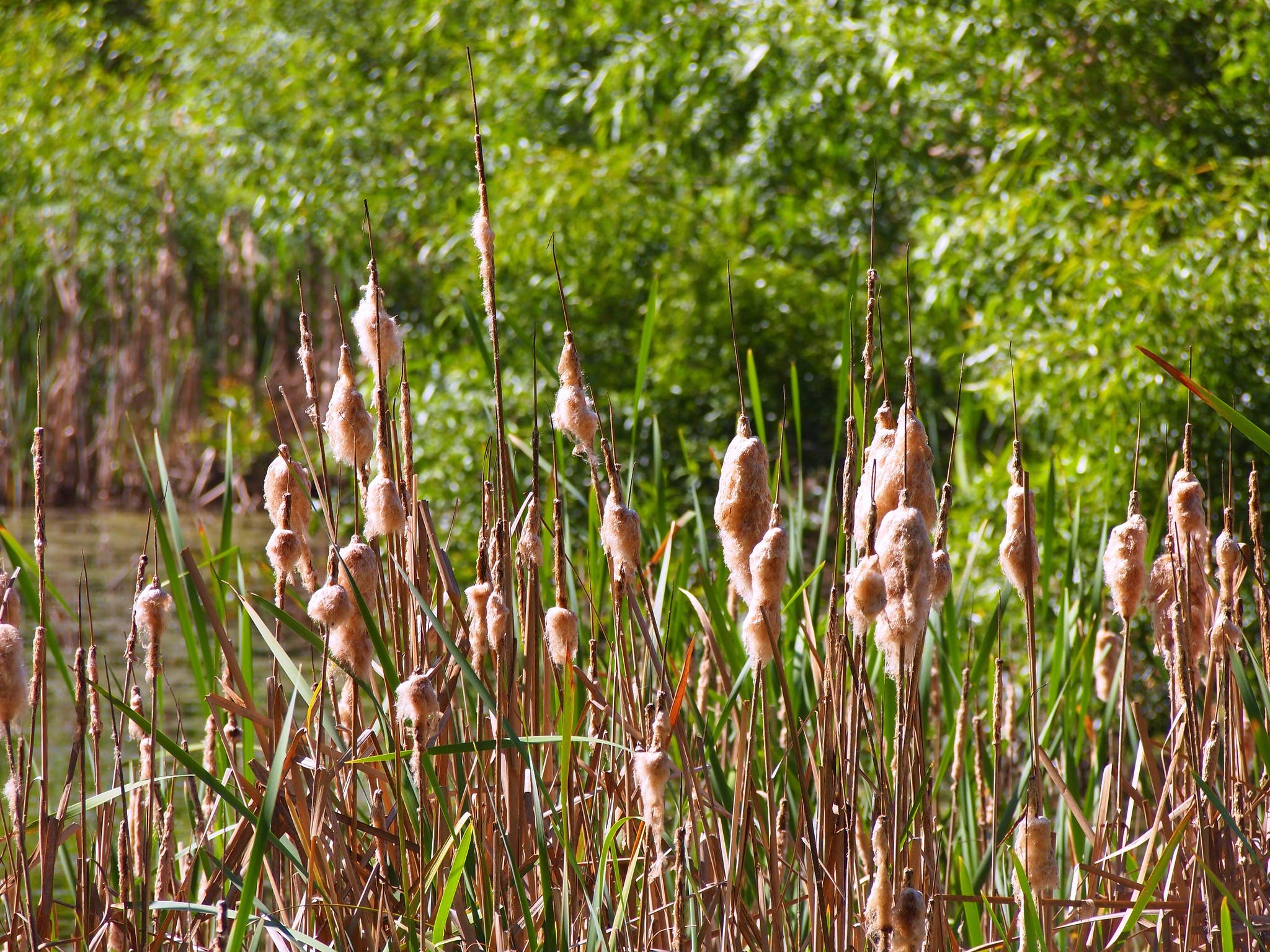 beginners guide to foraging - cattails
