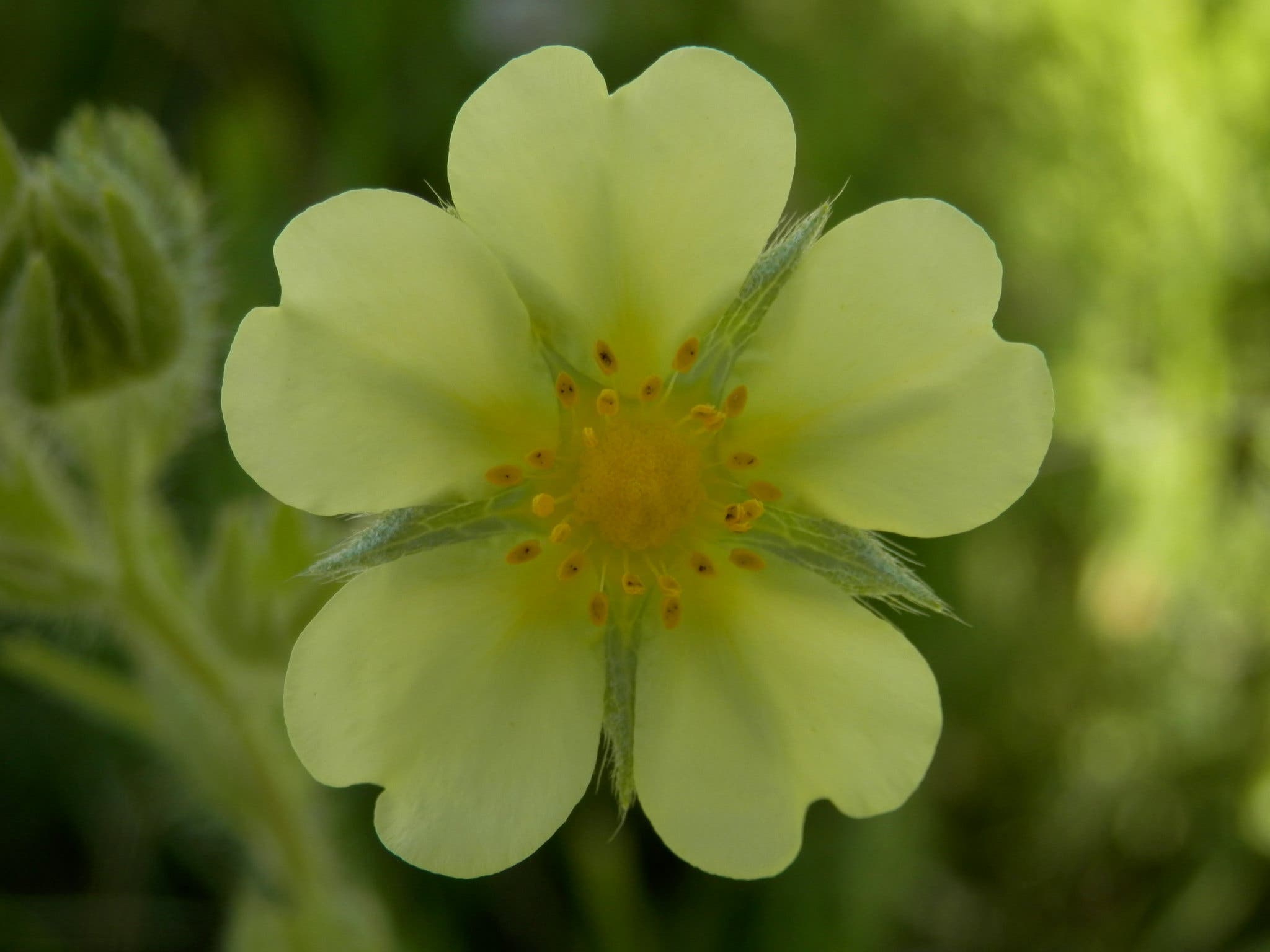 cinquefoil_flickr_Ryan Hodnett beginners guide to foraging - cinquefoil