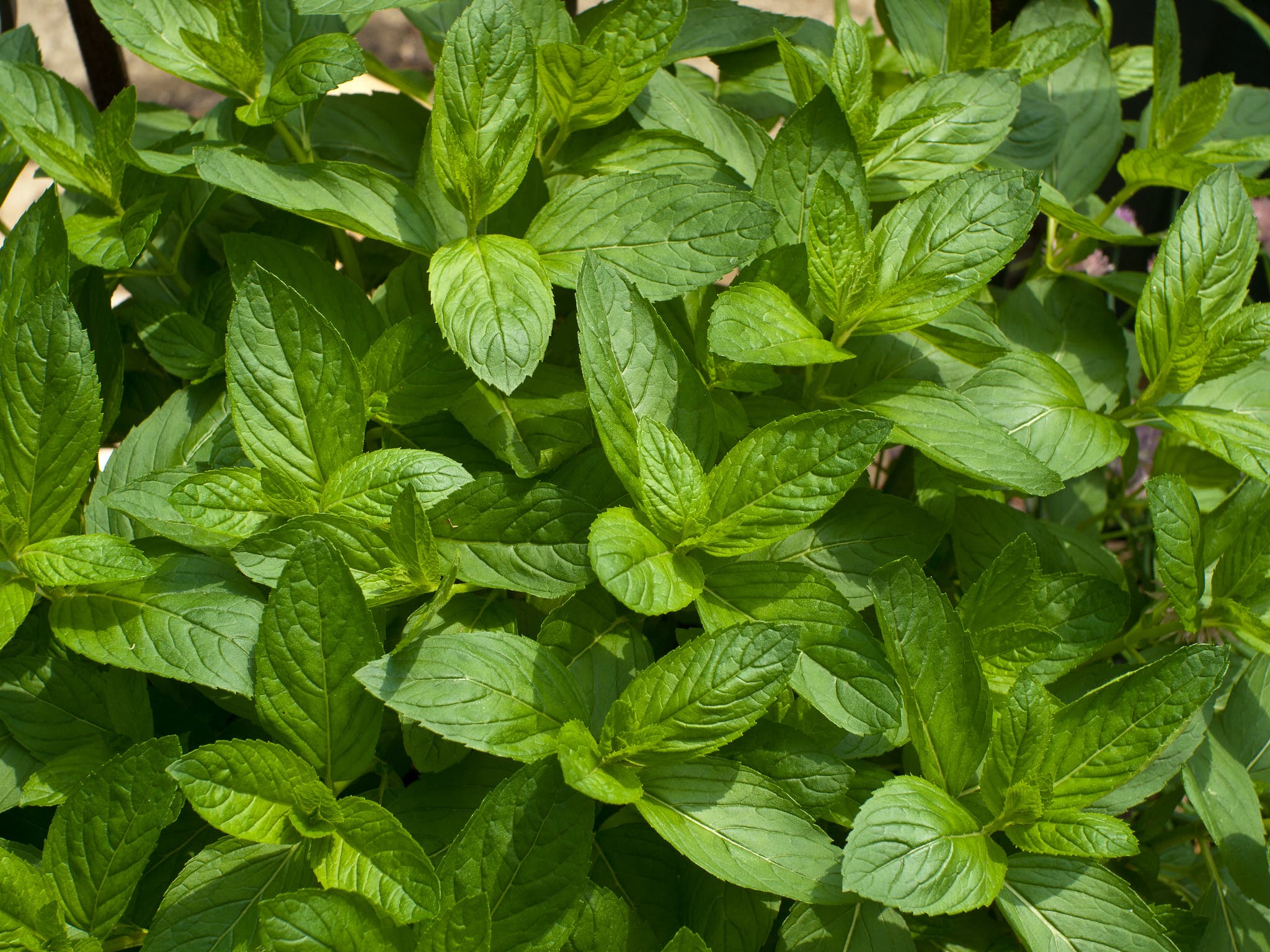 mint_flickr_Edsel Little beginners guide to foraging - mint