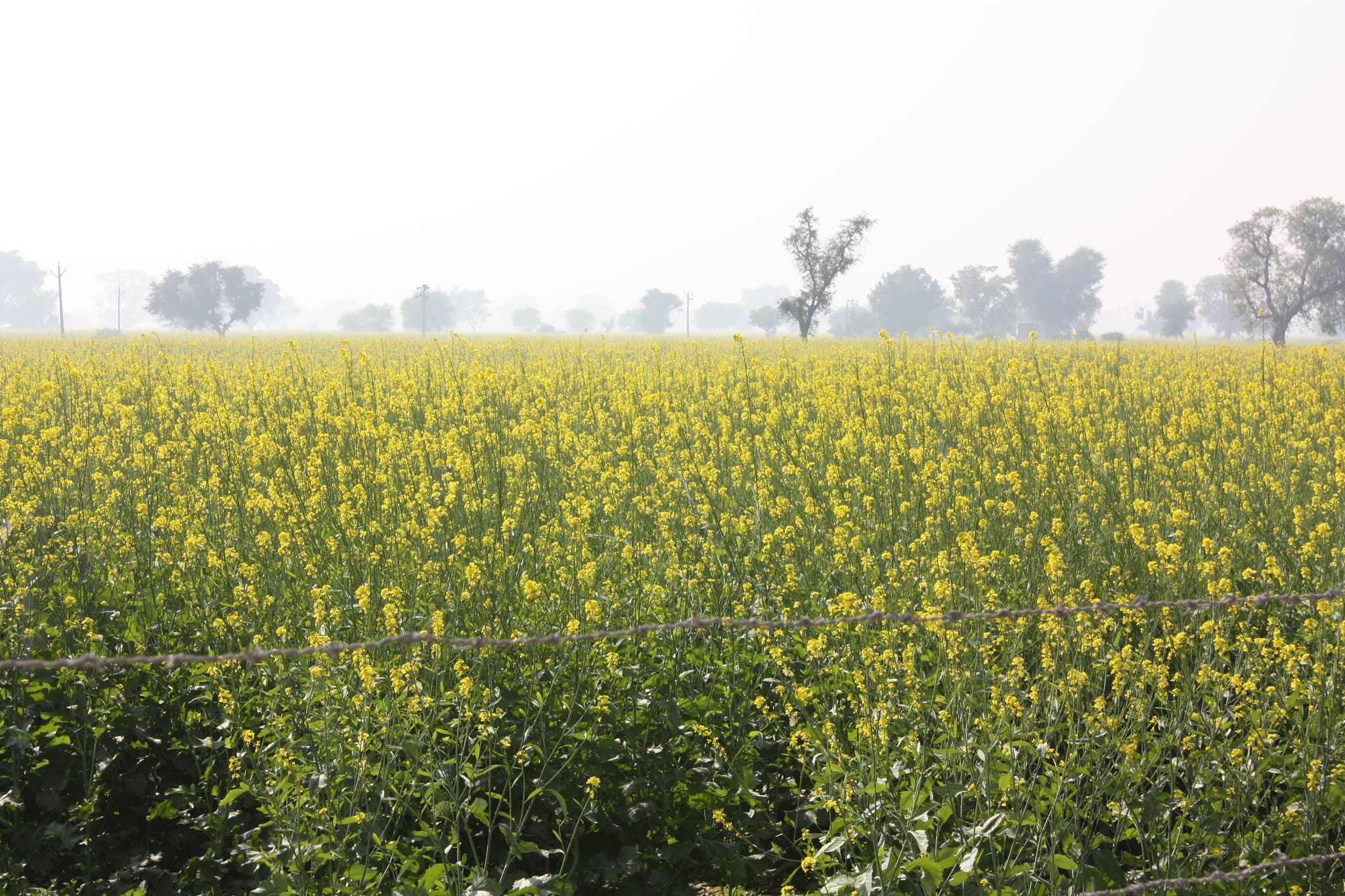 beginners guide to foraging - mustard