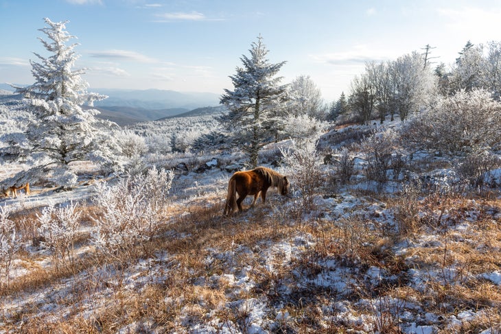 Wild Highland Ponies on a cold snowy, winter day at Mount Rogers near Grayson Highlands, Virginia.