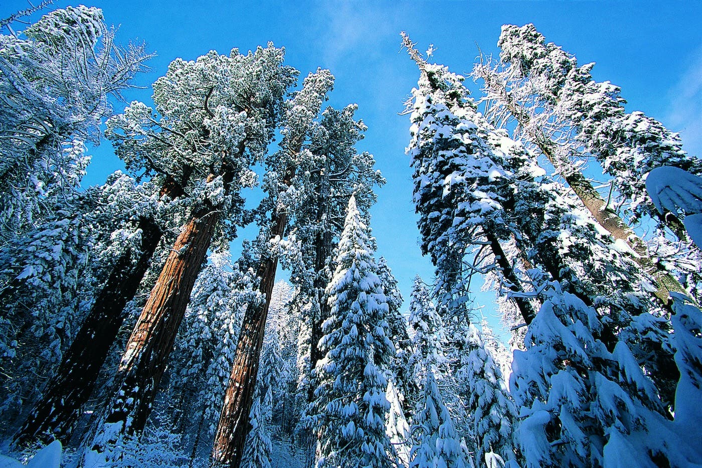 Giant Redwoods in winter, Sequoia National Park