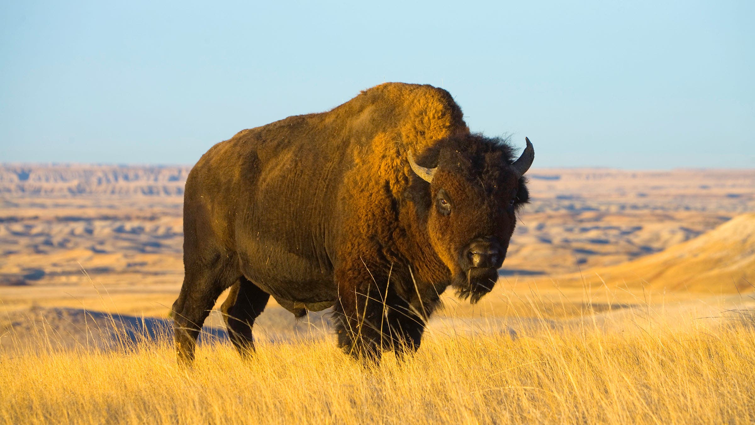 bison badlands