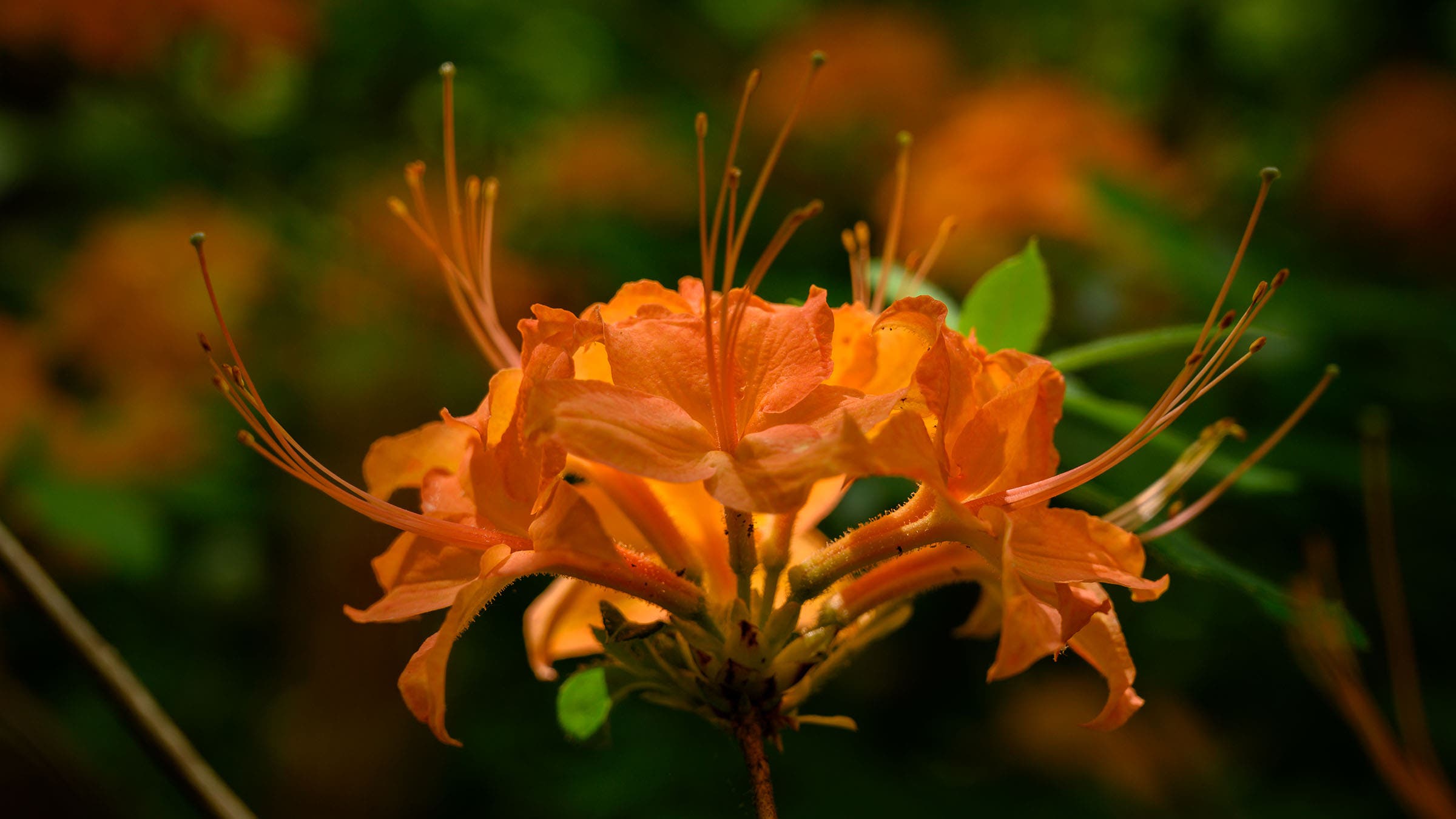 flame azaleas
