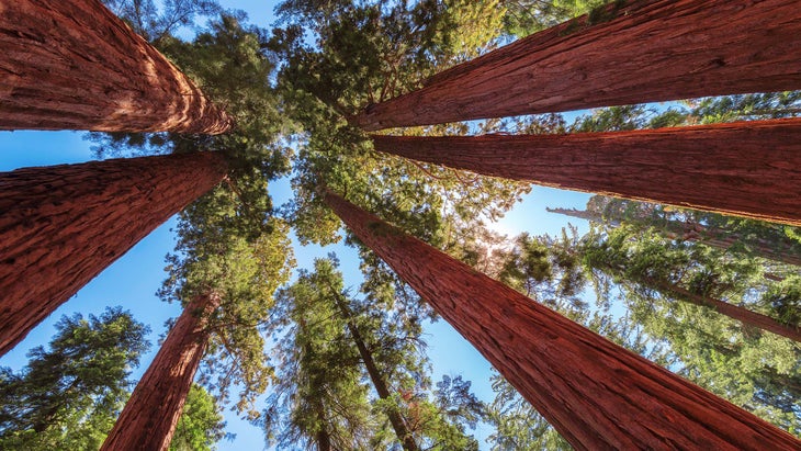 Redwoods