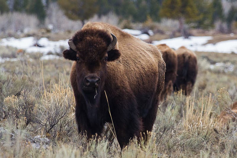 yellowstone bison