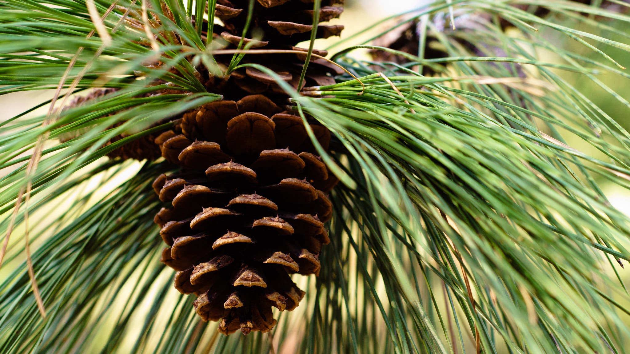 10164956693_4284a74f7a_k Pine Cone
