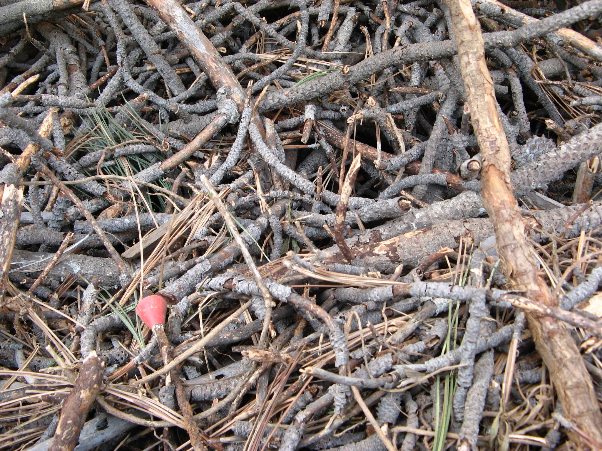 2586457448_3e4ca8e658_k Sticks