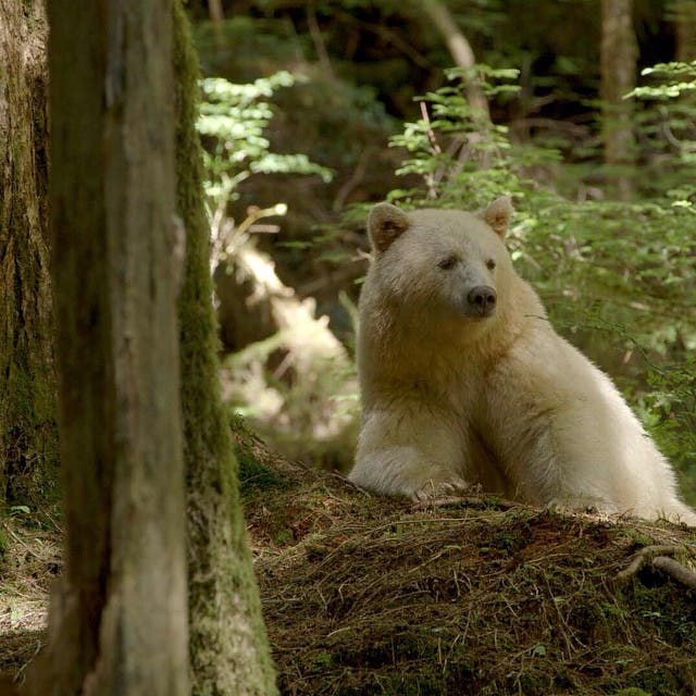 15185520222_d873c9ed37_o kermode bear
