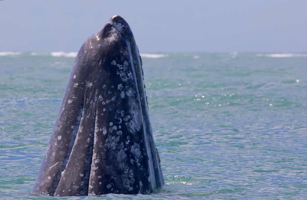 32185115557_ca253f2843_b None