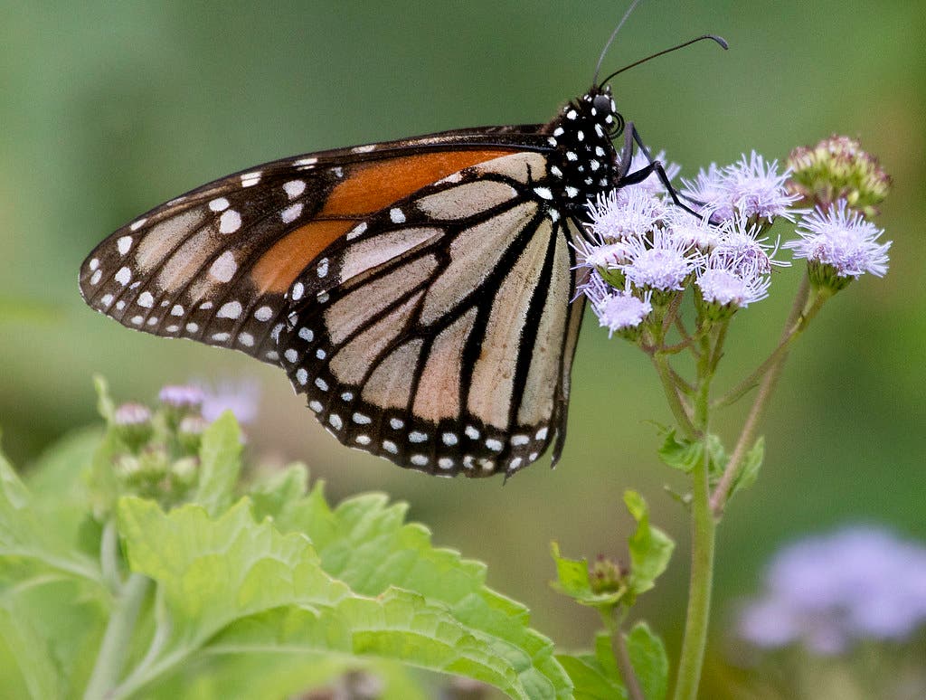 48267151731_4dfaccdf59_b None