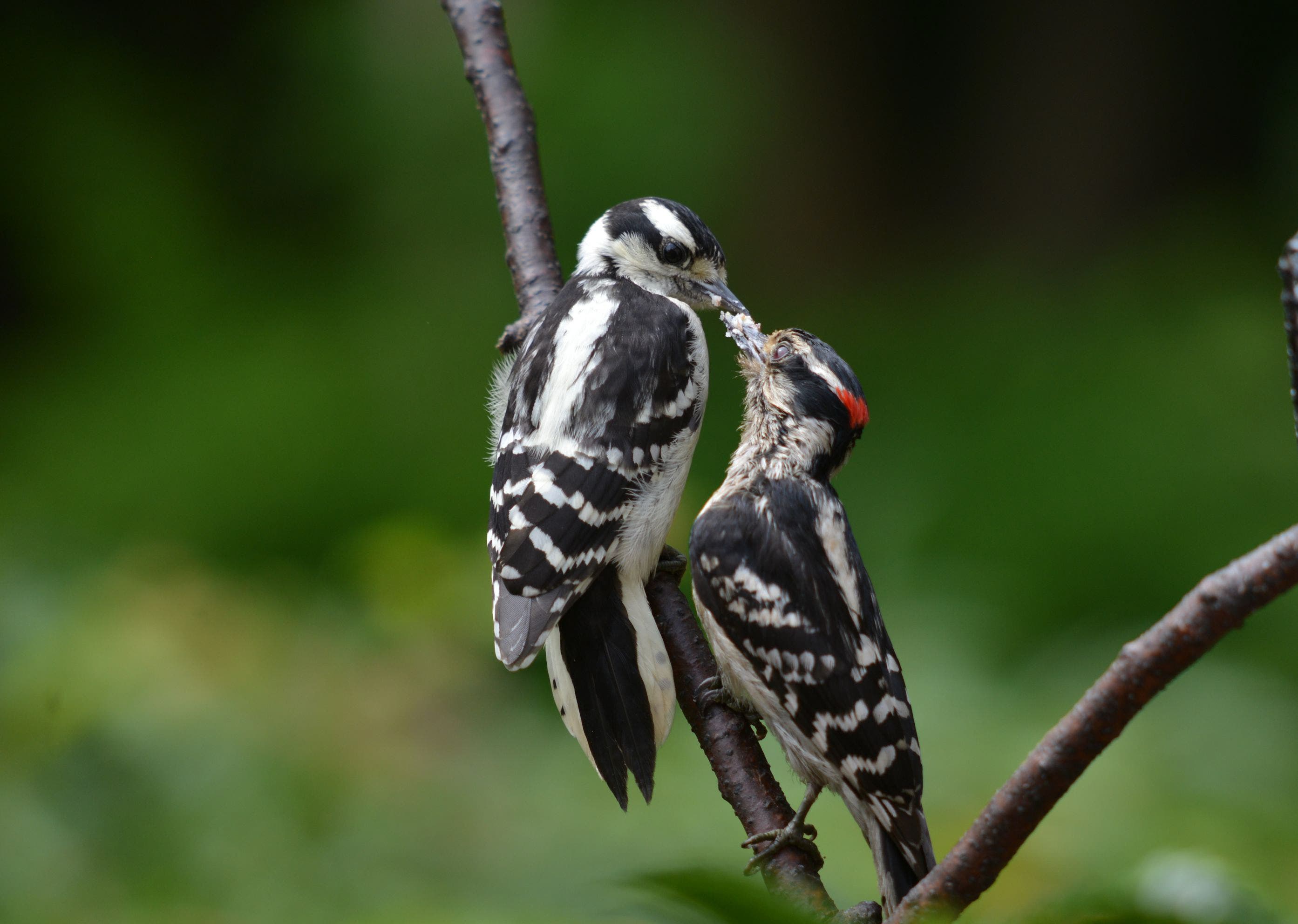 APA_2013_28529_230101_DeborahBifulco_Downy_Woodpecker_KK None