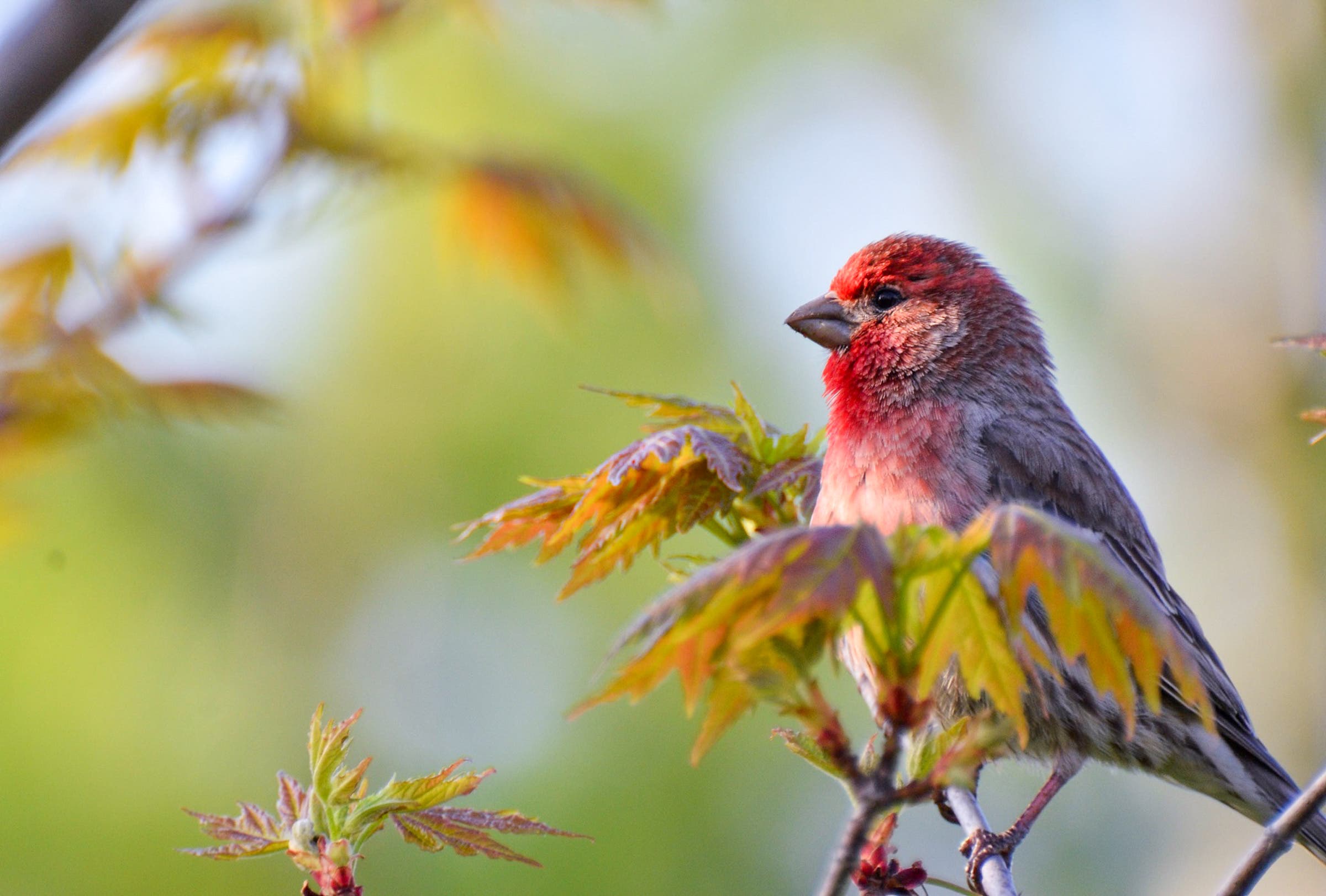 APA_2015_JeffOKeeffe_House_Finch_KK None