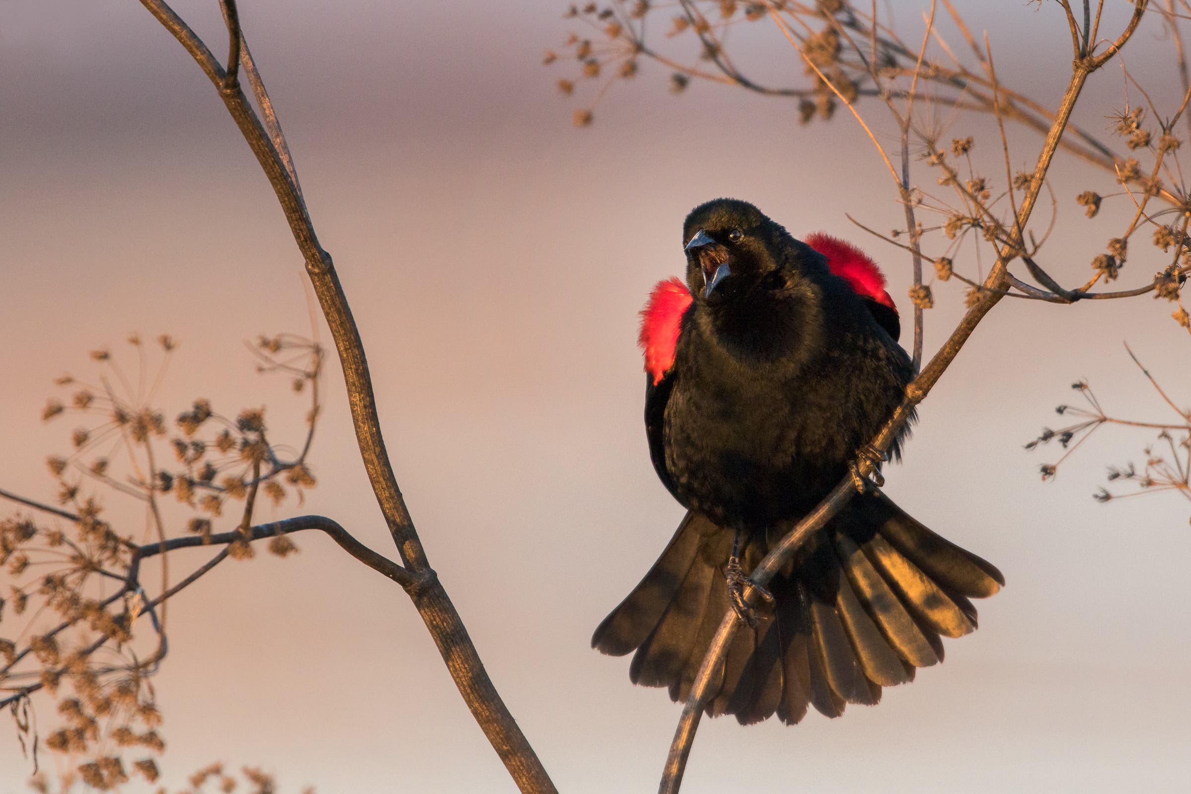 Aud_APA-2018_Red-winged-Blackbird_P1-7088-4_KK_Photo-Donald-Quintana None