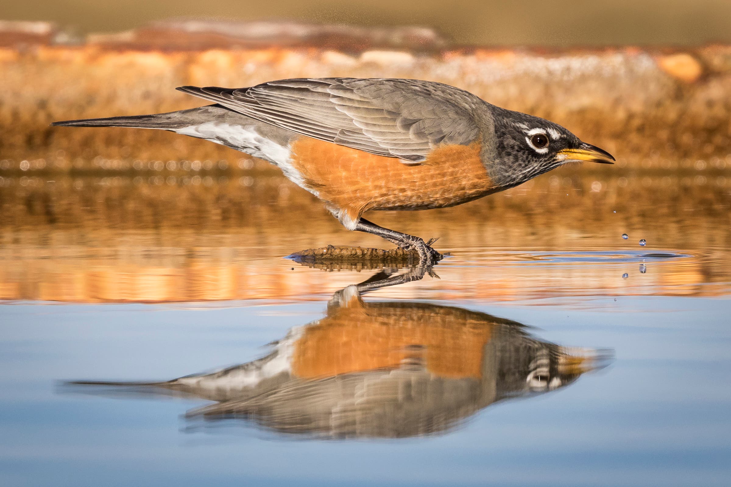 Aud_APA-2019_American-Robin_A1-8056-3_TS_Photo-Robert-Groos None