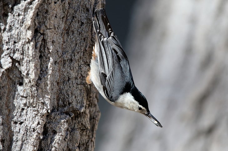 Aud_GBBC-2016_White-breasted_Nuthatch_37371_KK_CA_Photo-Lou_Orr None