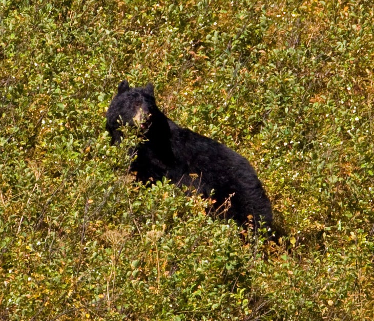 black bear None