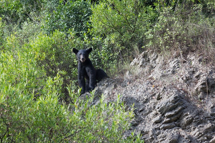 black bear2 None