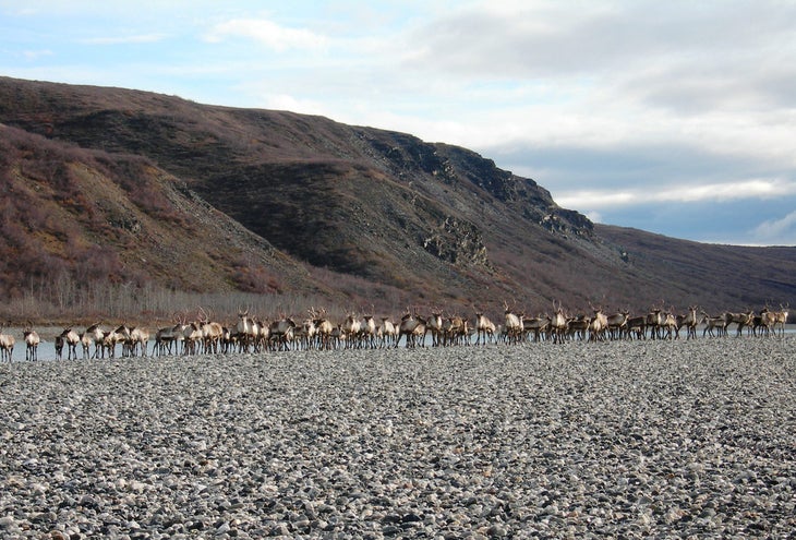 caribou None