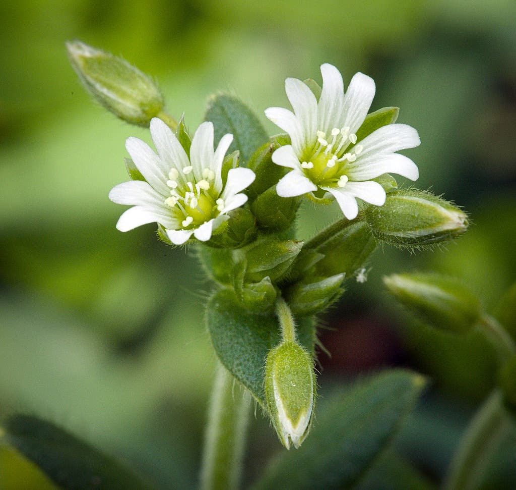 chickweed None