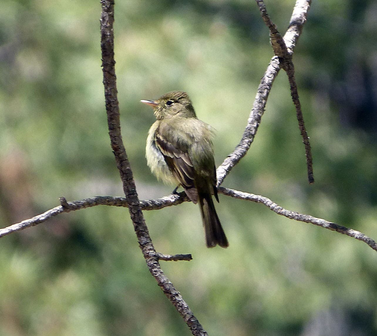 cordilleranflycatcher None