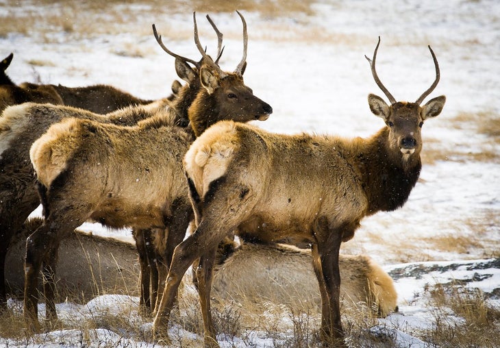 elk None