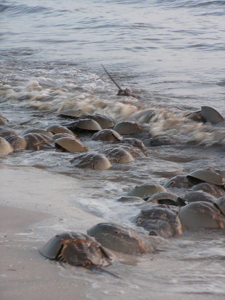 horseshoe crabs None