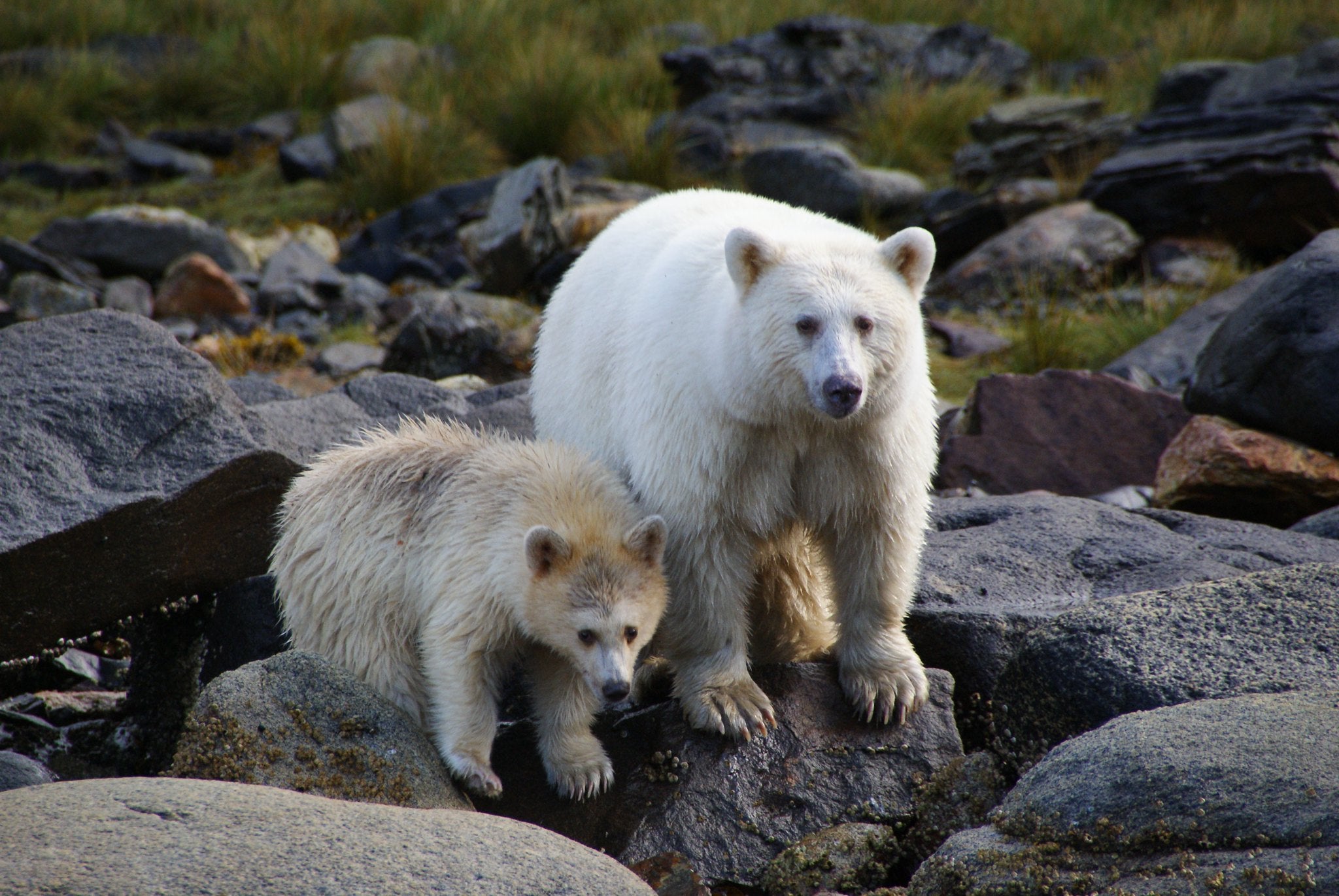 "Kermode Bear"