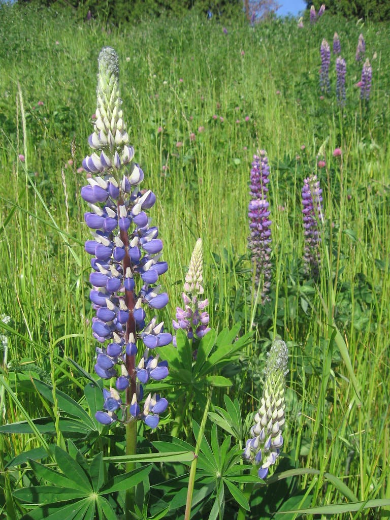 lupine None